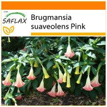 SAFLAX Garden in the bag - Trombone d'angelo rosa - 10 semi - Brugmansia