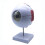 6X Enlarged Human Eye Anatomical Model,Anatomically Accurate Model Anatomy for Science Classroom Study 5