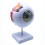 6X Enlarged Human Eye Anatomical Model,Anatomically Accurate Model Anatomy for Science Classroom Study 2