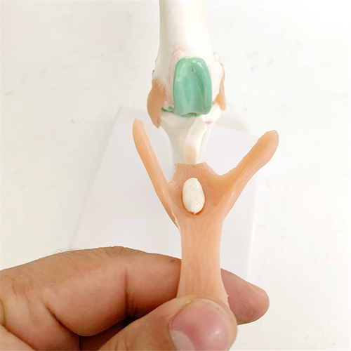 Dog Skeleton Model, Knee Joint, Ligament Function Skeleton, Pet Model 2