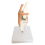 Dog Skeleton Model, Knee Joint, Ligament Function Skeleton, Pet Model 1