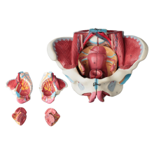 Gedemonteerd vrouwelijk bekkenanatomiemodel van PVC met vloerspier, zenuwen, laboratoriumbenodigdheden, baarmoederbekken