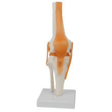 Anatomisches Modell des menschlichen Kniegelenks 1:1, lebensgroß, medizinische Lehrmittel, Anatomie-Kassierbedarf