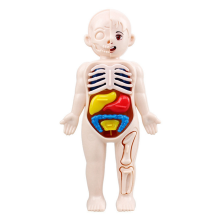 Kinderen Wetenschap Onderwijs Menselijk Lichaam Orgaan Anatomie Model DIY Geassembleerd Speelgoed Lesmateriaal