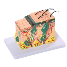 3D-huidanatomisch model, 35x vergroot laagstructuuranatomiemodel met medische markering voor lesmodellen