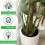 6pcs Plant Stem Support, Metal Monstera Holder Support Design Bamboo Clamp Set 4