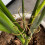 6pcs Plant Stem Support, Metal Monstera Holder Support Design Bamboo Clamp Set 6