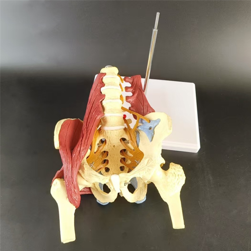 Modello Osseo del Torso Cardiaco, Design Staccabile Set di Modelli del Corpo Umano Facile Pulire per la Visualizzazione dei Progressi della Salute
