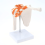 Medical Shoulder Anatomy Model with Functional Ligaments, Joint for Teaching Display 2