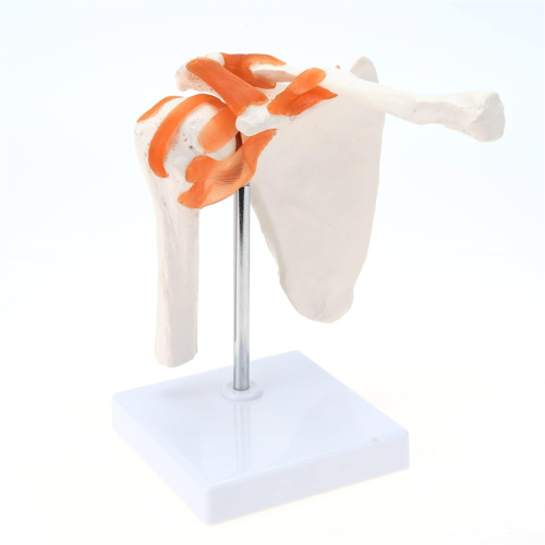 Medical Shoulder Anatomy Model with Functional Ligaments, Joint for Teaching Display 1