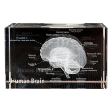 Modello anatomico del cervello in cristallo 3D, cubo, arte umana, organo, fermacarte, regalo scientifico, souvenir, artigianato decorativo per la casa