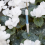 Aquameter, 5pcs, Plant Soil Moisture Sensor,House Meter, for Indoor Potted Plants (Medium) 6