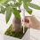 Aquameter, 5pcs, Plant Soil Moisture Sensor,House Meter, for Indoor Potted Plants (Medium) 5