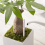 Aquameter, 5pcs, Plant Soil Moisture Sensor,House Meter, for Indoor Potted Plants (Medium) 4