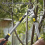 Gardening Fruit Tree Pruning Shears Long Pruner Branch Stretchable Garden Steel Scissors 7
