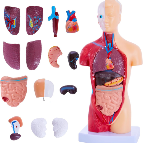 Human Anatomy Study Models - 15-Piece Removable 11-Inch Torso Model with Internal Organs for Students 1