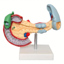 Nuovo modello anatomico di anatomia medica a grandezza naturale, modello anatomico di pancreas, duodeno umano, milza, apprendimento patologico