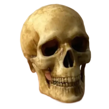 High Quality 1:12 Miniatures Figurines Skull Model for Halloween Home Dollhouse Plant Fish Tank Decoration