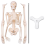 45CM Menselijk Anatomisch Anatomie Skelet Model Poster Leerhulp Skelet 1