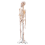 45CM Menselijk Anatomisch Anatomie Skelet Model Poster Leerhulp Skelet 4