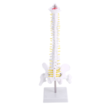 45Cm Flexible 1:1 Adult Lumbar Bend Spine Model Humans Skeleton with Spinal Disc Pelvis Used for Massage ,Yoga