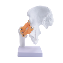 Levensgroot anatomisch heupgewrichtsmodel Menselijk skelet Anatomie Oefening Bot Orthopedische pijn Onderwijsmaterialen