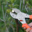 SK5 Stahl-Astschere, Gartenschere, Pfropfschere, Gartenbau, Obstbaum, Gartengeräte, L 4