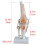 Knee Joint Simulation Model Anatomy Human 1:1 Life Size 3