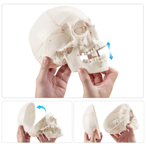 Anatomical Human Skull Model, 3-Part, Numbered, Life Size 2