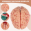 Human Brain,Life Size Brain Anatomy Model with Display Base, for Science Classroom Study & Teaching B 9