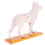 Modèle anatomique de chien, acupuncture, anatomie, points du corps avec étude en 72 points 8