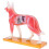 Modèle anatomique de chien, acupuncture, anatomie, points du corps avec étude en 72 points 7