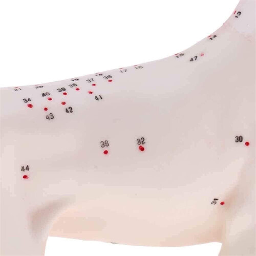 Modèle anatomique de chien, acupuncture, anatomie, points du corps avec étude en 72 points 2
