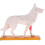 Modèle anatomique de chien, acupuncture, anatomie, points du corps avec étude en 72 points 1