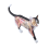 Modèle d'anatomie d'organe animal 4D, intelligence du chat, jouet à assembler, enseignement, appareils électroménagers 4