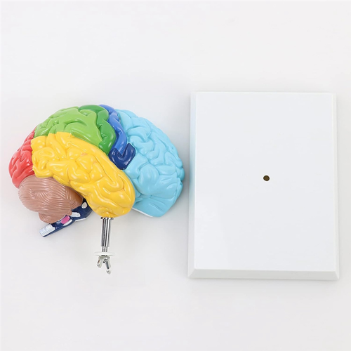 Right Hemisphere of Brain Human Body Model Education 1:1 for Student Teaching Study Assembling 2