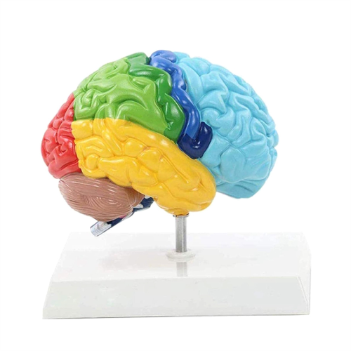 Right Hemisphere of Brain Human Body Model Education 1:1 for Student Teaching Study Assembling 1