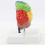 Right Hemisphere of Brain Human Body Model Education 1:1 for Student Teaching Study Assembling 6