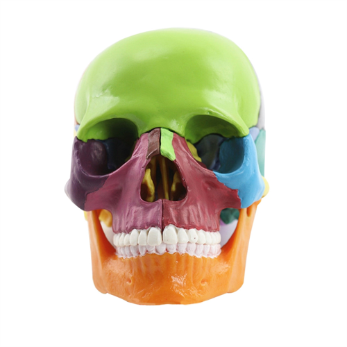 Medical-Skull Human Body Model Education Skull 1:2 for Student Teaching Study Assembling Model,Multicolor 1