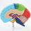 Right Hemisphere of Brain Human Body Model Education 1:1 for Student Teaching Study Assembling 5