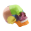 Medical-Skull Human Body Model Education Skull 1:2 for Student Teaching Study Assembling Model,Multicolor 4