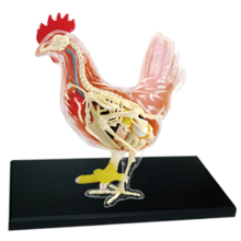 Pollo rosso e bianco 4D Master Puzzle Assemblaggio Giocattolo Animale Biologia Organo Modello Anatomico Insegnamento Anatomia