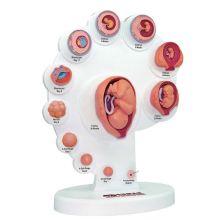 4D-anatomisches Modell der menschlichen Embryoentwicklung, fetales Wachstumsorgan, Lehrspielzeug von Alpinia