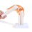 Anatomical Knee Joint with Ligaments Model, Human 1:1 Life Size, for Science Classroom Study, Display Teaching B 1