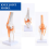 Anatomical Knee Joint with Ligaments Model, Human 1:1 Life Size, for Science Classroom Study, Display Teaching B 4