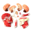 Medical-Torso Human Body Model Education Head Muscles Organs for Student Teaching Study Assembling 5