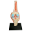 Medical Torso Human Body Model Education Knee Joint Organs for Student Teaching Study Assembling 2