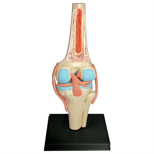 Medical Torso Human Body Model Education Knee Joint Organs for Student Teaching Study Assembling 1