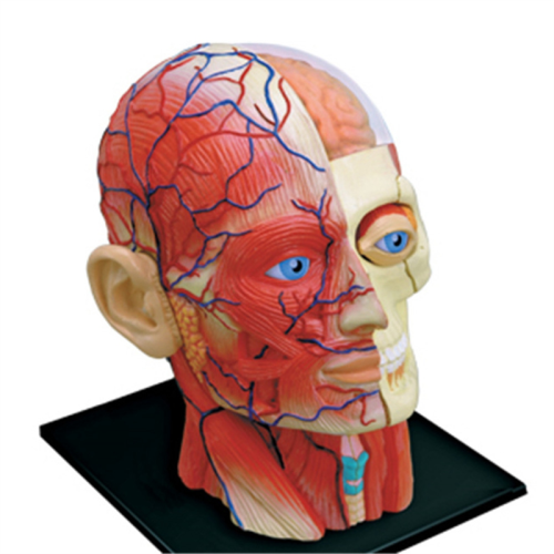 Medical-Torso Human Body Model Education Head Muscles Organs for Student Teaching Study Assembling 2