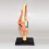 Medical Torso Human Body Model Education Knee Joint Organs for Student Teaching Study Assembling 6